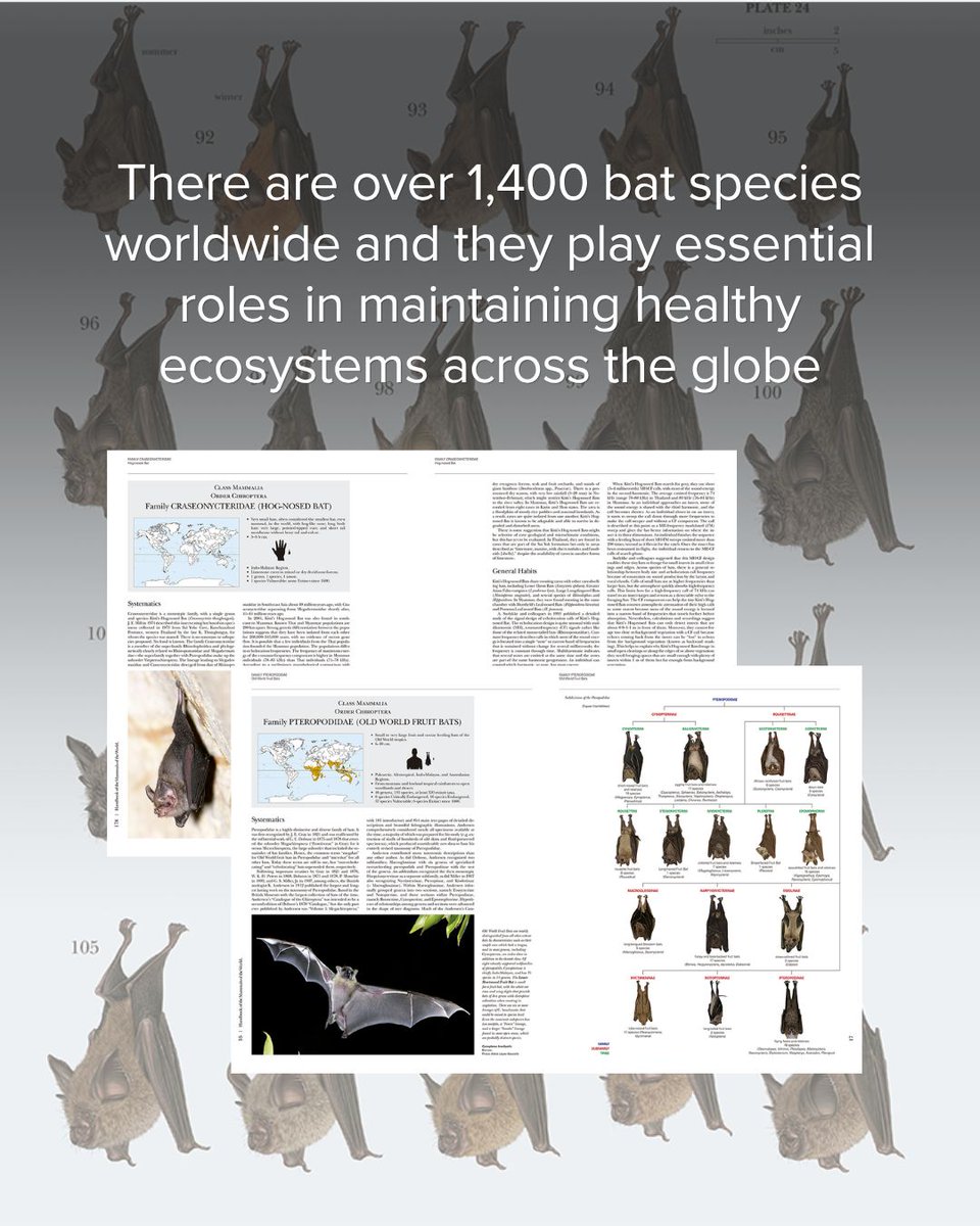 lynxnaturebooks's tweet image. 🦇 Today we celebrate these remarkable mammals and the vital role they play in the balance of life on Earth.

To mark the occasion, enjoy 10% off today only on Handbook of the Mammals of the World – Volume 9: Bats.

#InternationalBatAppreciationDay #Bats #Mammals #LynxNatureBooks
