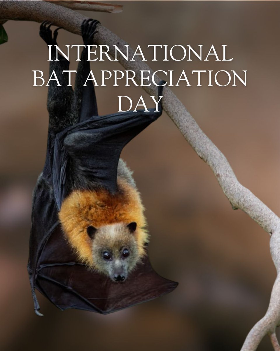lynxnaturebooks's tweet image. 🦇 Today we celebrate these remarkable mammals and the vital role they play in the balance of life on Earth.

To mark the occasion, enjoy 10% off today only on Handbook of the Mammals of the World – Volume 9: Bats.

#InternationalBatAppreciationDay #Bats #Mammals #LynxNatureBooks