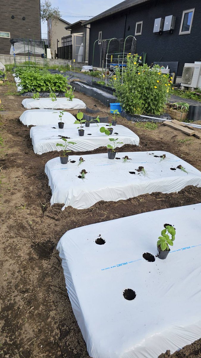 Minamikazefarm's tweet photo. たけです🍅

本日、新規の会員さんと畝作りと夏野菜の苗を植える作業をしましたよ🍆🥒
家庭菜園をすごく楽しんでされてました🍅
今日はゆっくり���んでくださいね(^^)/

#南風FARM
#家庭菜園
#貸し農園
#手ぶらで行ける貸し農園
#サポート付き貸し農園
#宮崎市新名爪 https://t.co/7JTQpzdXAU
