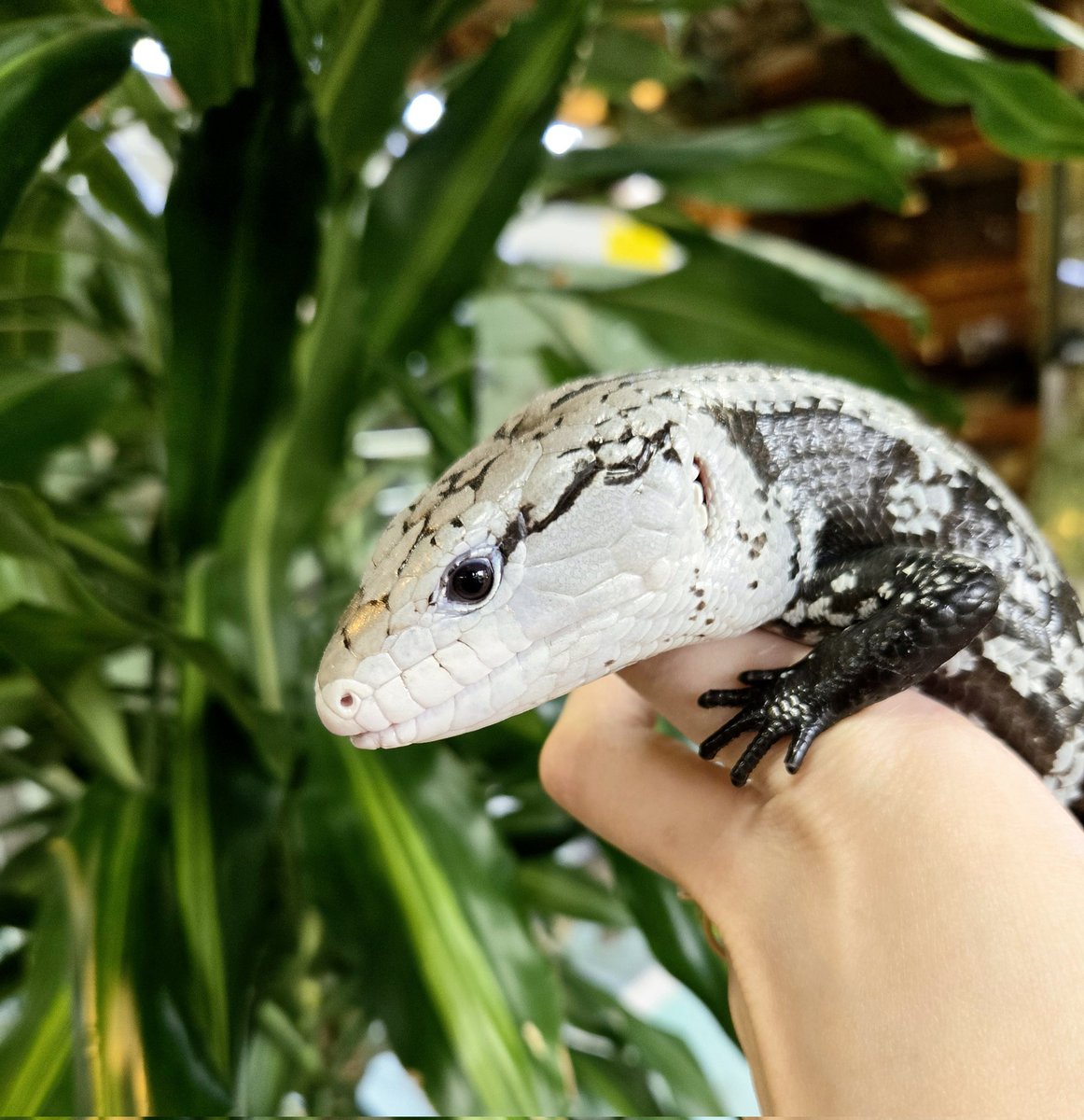 爬虫類専門店【𝙳𝙸𝚉𝚉𝚈 𝙿𝙾𝙸𝙽𝚃】東京第002225 tweet media