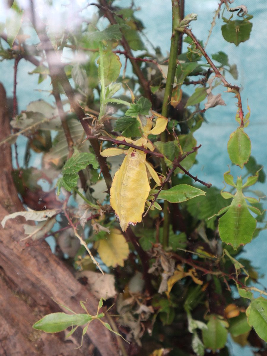 MartinM79510567's tweet image. Botanical gardens #Kosice #Slovakia