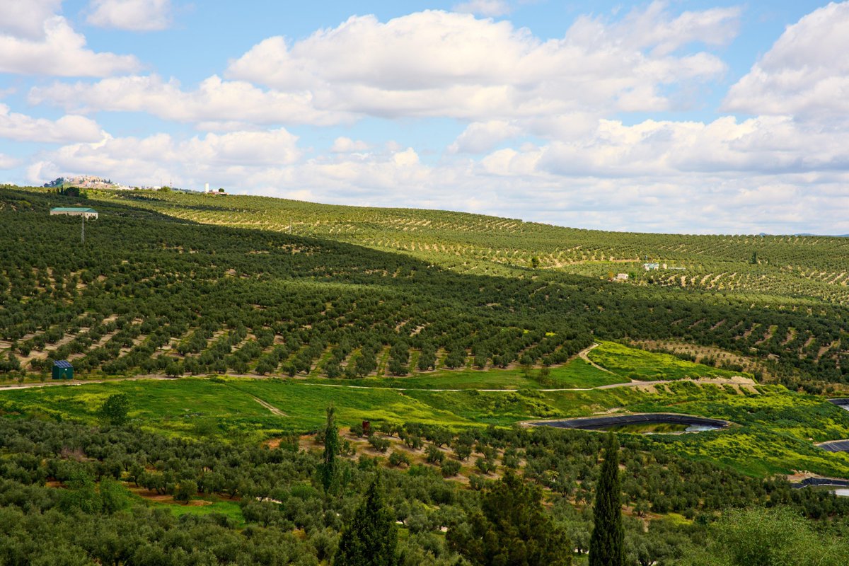 jaenturismo's tweet image. OleotourJaén | Hay paisajes que no se olvidan... y luego está este mar de olivos 🌳 

No vienes a ver un paisaje, vienes a entender porque Jaén es único. ¡Sumérgete en el mar de olivos! 💚

🔗 oleolovers.jaenparaisointerior.es

#OleoLovers #OleotourJaén #NextGeneration #JaénParaísoInterior