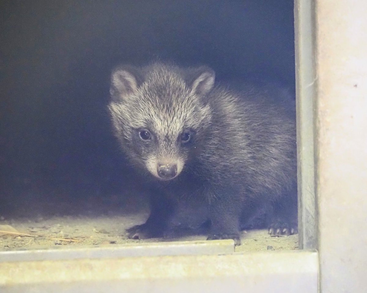 可愛い赤ちゃんタヌキ✨

#タイムラインをタヌキだらけにする
東山動植物園　ホンドタヌキ