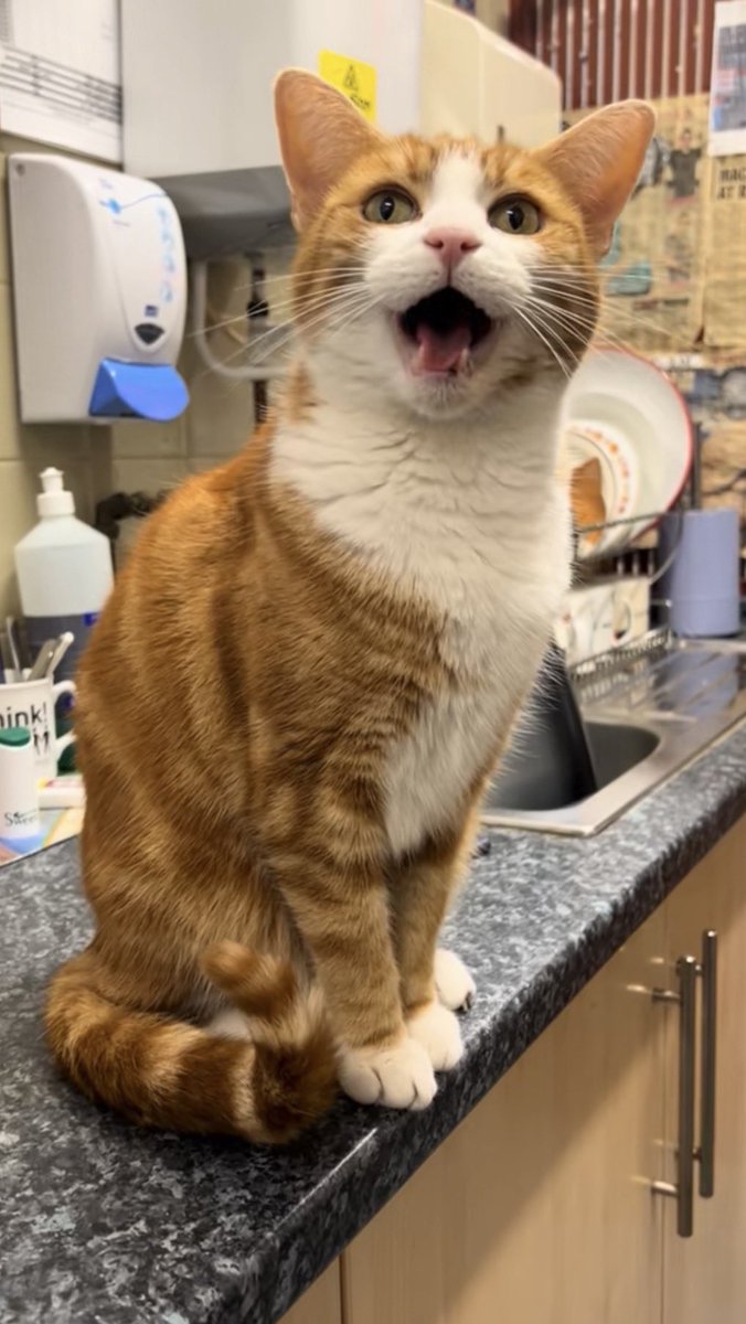 George The Stourbridge Junction Station Cat tweet media