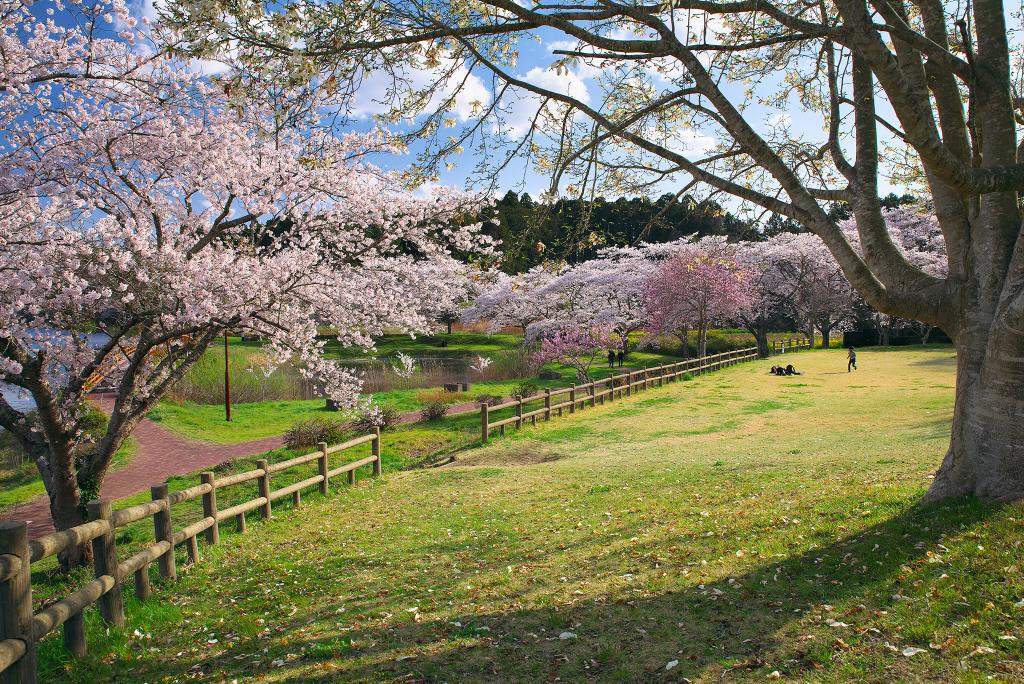 F47AK's tweet photo. 遅くなりましたが、先週の宮城県・平筒沼の桜。ライトアップも美しいのですが、今年は行けず残念。 https://t.co/lbIdUjoPiA