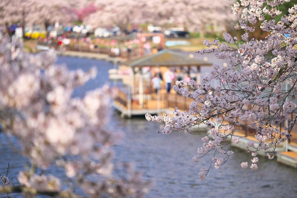 F47AK's tweet photo. 遅くなりましたが、先週の宮城県・平筒沼の桜。ライトアップも美しいのですが、今年は行けず残念。 https://t.co/lbIdUjoPiA