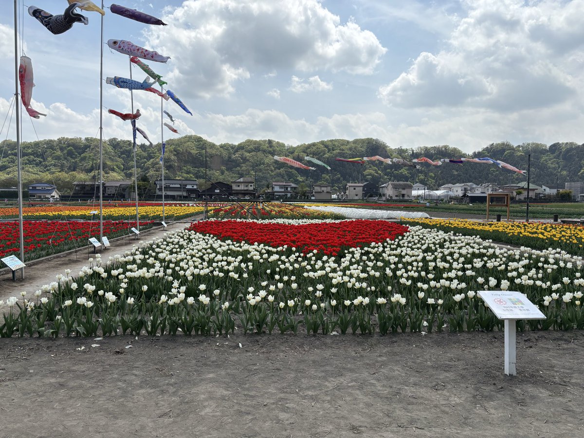 MAX10824's tweet photo. この前友人とチューリップ園に行ってきた。何気にチューリップをしっかり見たのも小学生以来な気も。 https://t.co/l4OEUgiY42