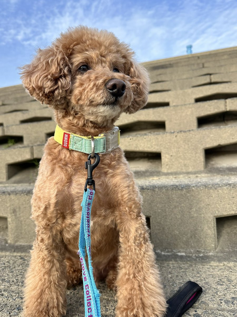 どんねー tweet media