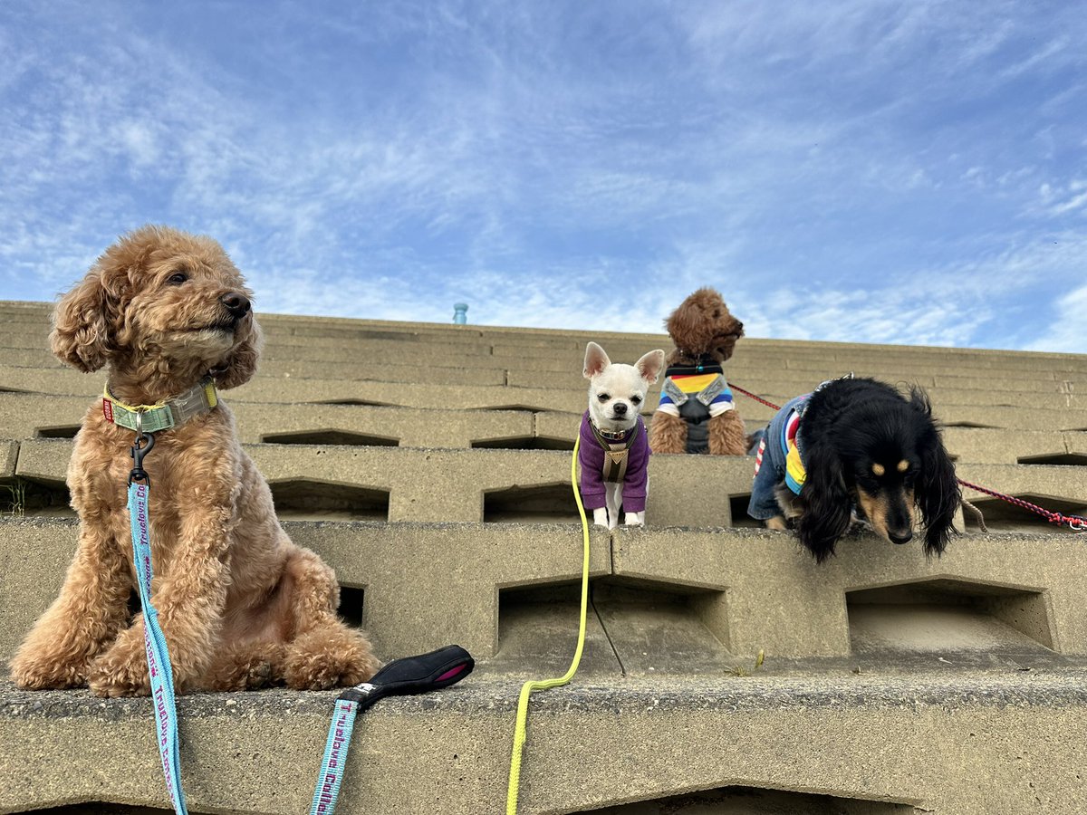 どんねー tweet media