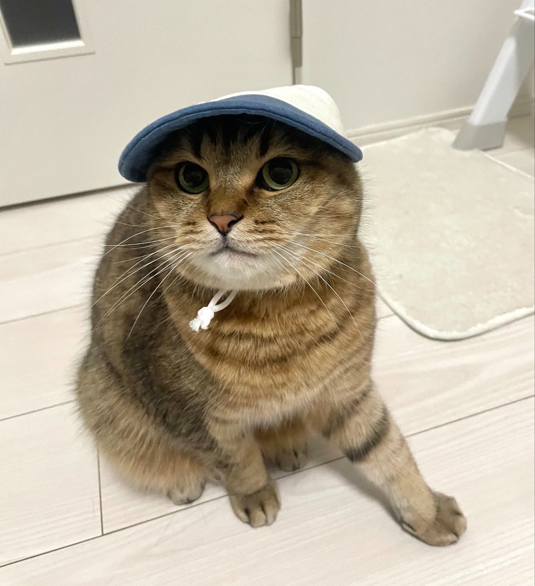 ペット用の帽子買ってあげたら割と気に入ってて笑うw