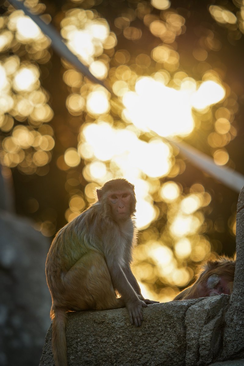 Ryusei -動物ガチ勢- tweet media