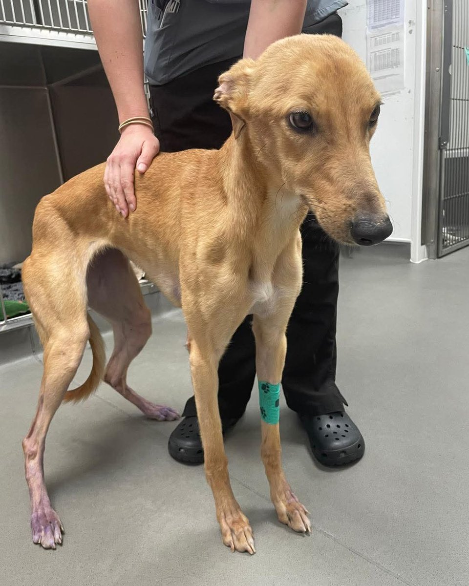 Greenacres Rescue tweet media