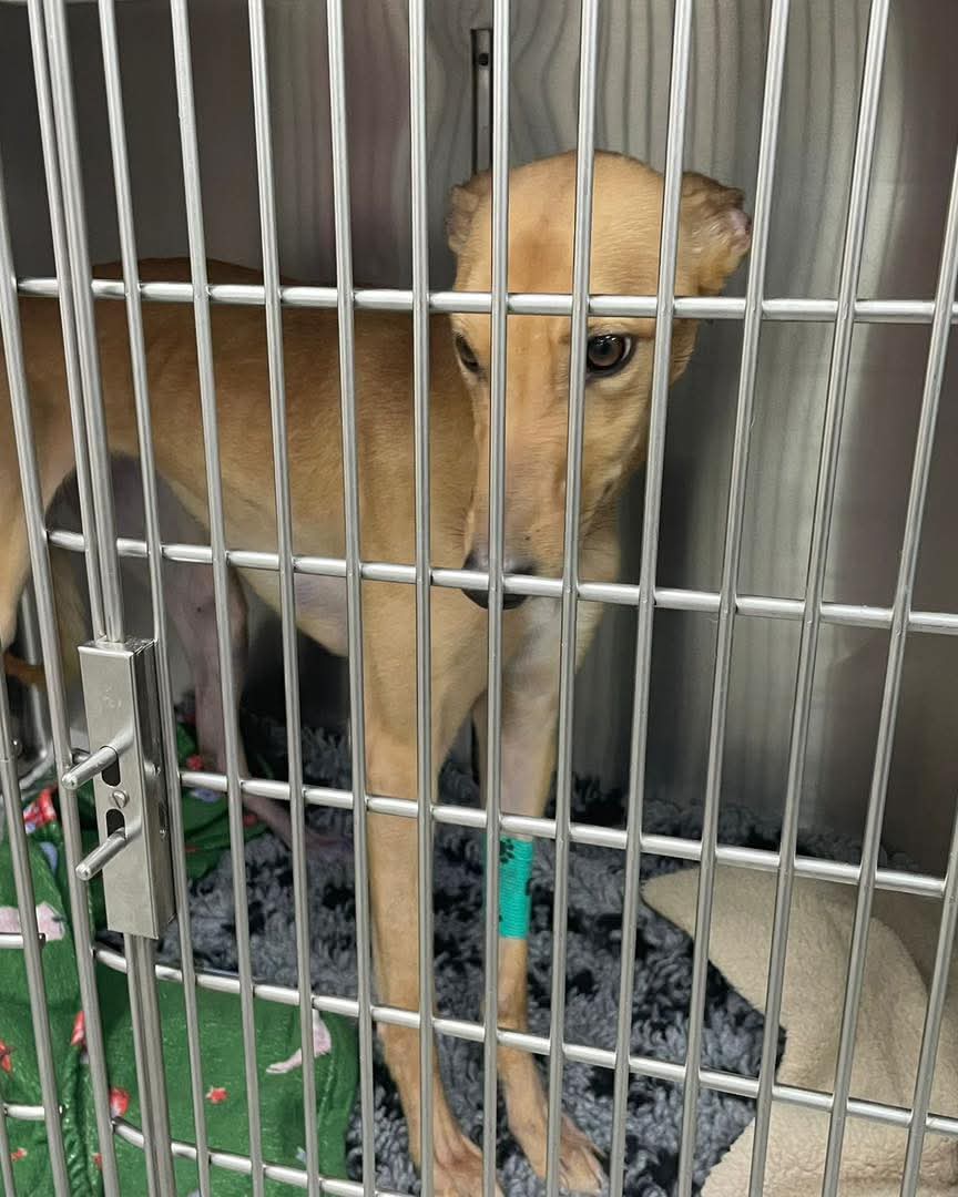 Greenacres Rescue tweet media