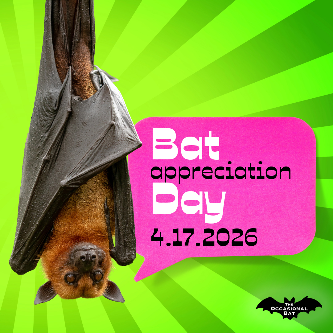 The Occasional Bat tweet media