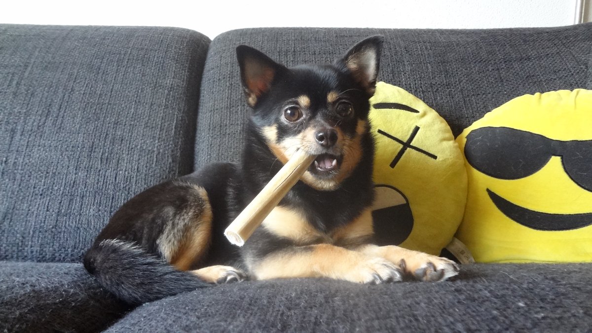 Harry Groot tweet media