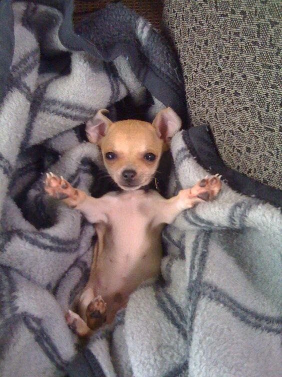 호날두 tweet media