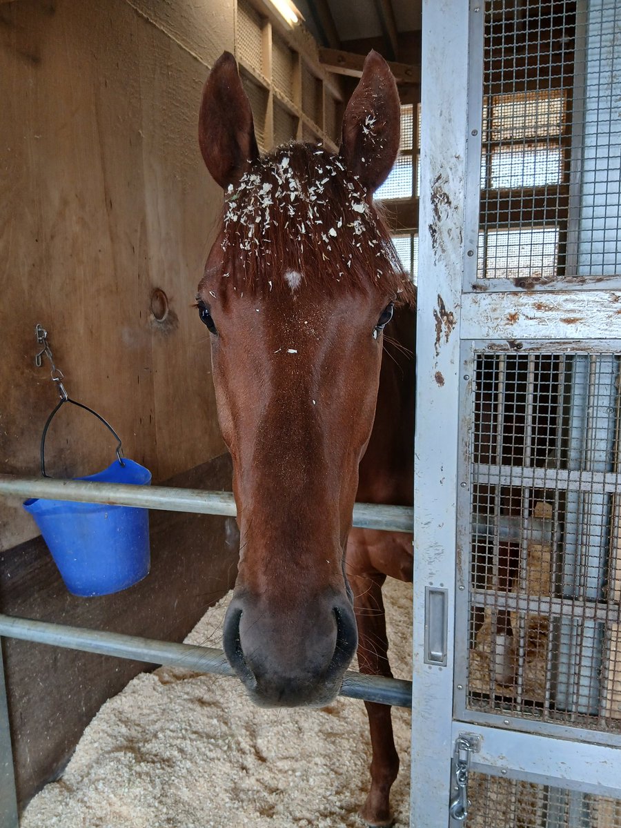 山下優(スポーツ報知)🏇 tweet media