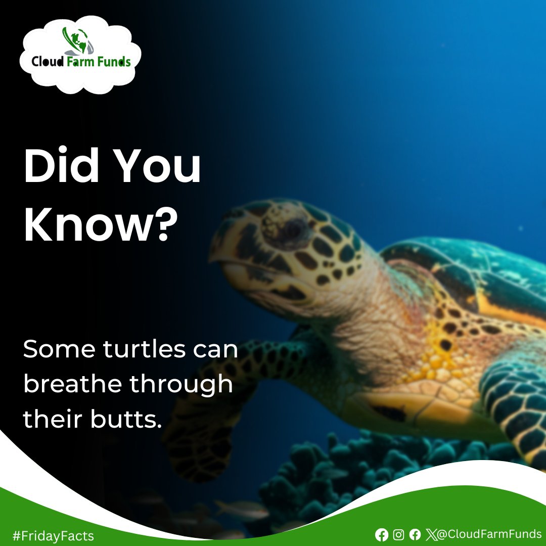 cloudfarmfunds's tweet image. DID YOU KNOW?

Some turtles can breathe through their butts. 

#Cloudfarmfunds
#Fridayfacts