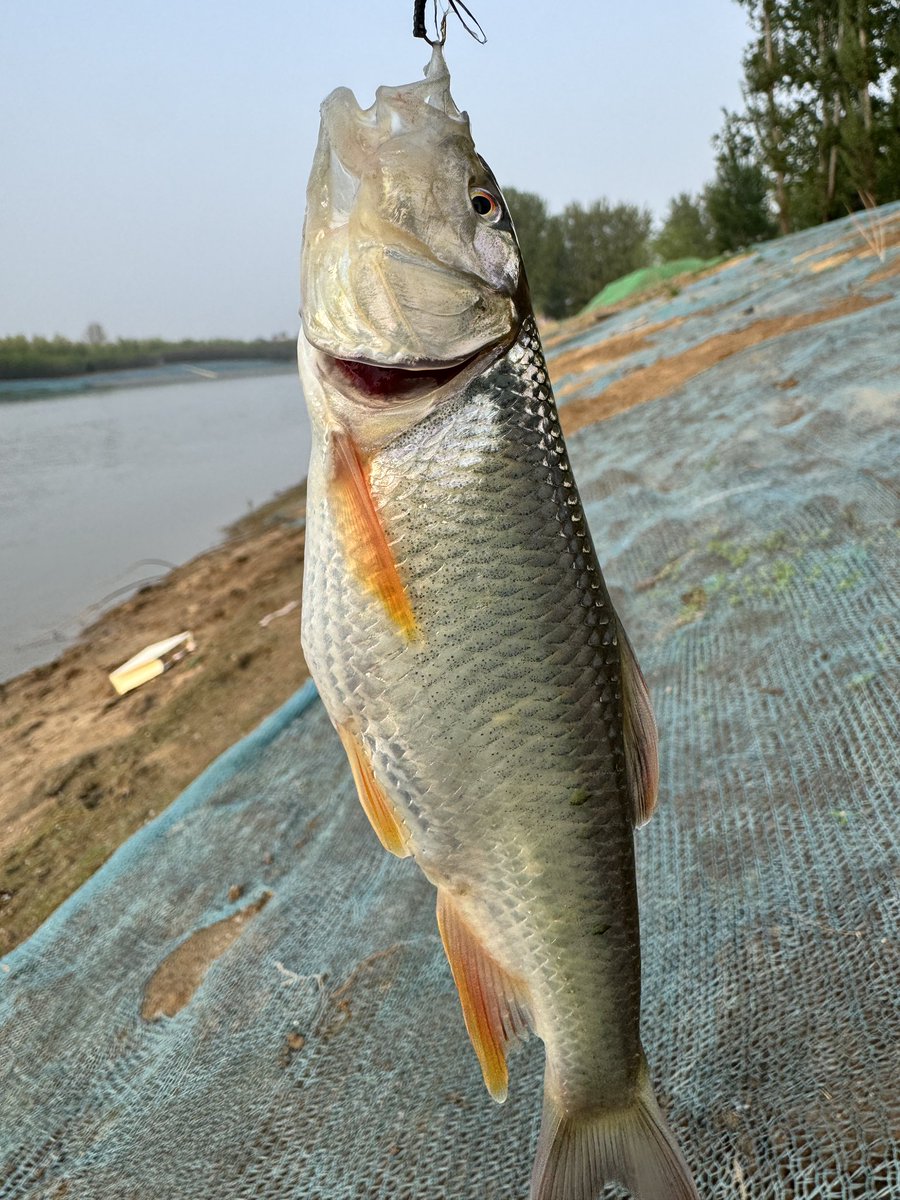 向阳乔木 tweet media