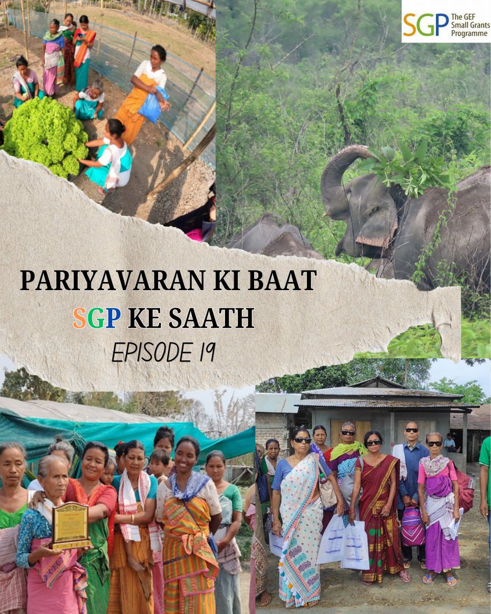 sgp_op7_india's tweet image. In the dry Bhabar belt, #communities face water scarcity, and the serenity of the villages in Udalguri has been upended by constant invasions of elephants, destruction of farms, unemployment, and forced migration.

#SGP
To learn more: youtu.be/bLChoAQq0Lo
@teriin  @aaranyak