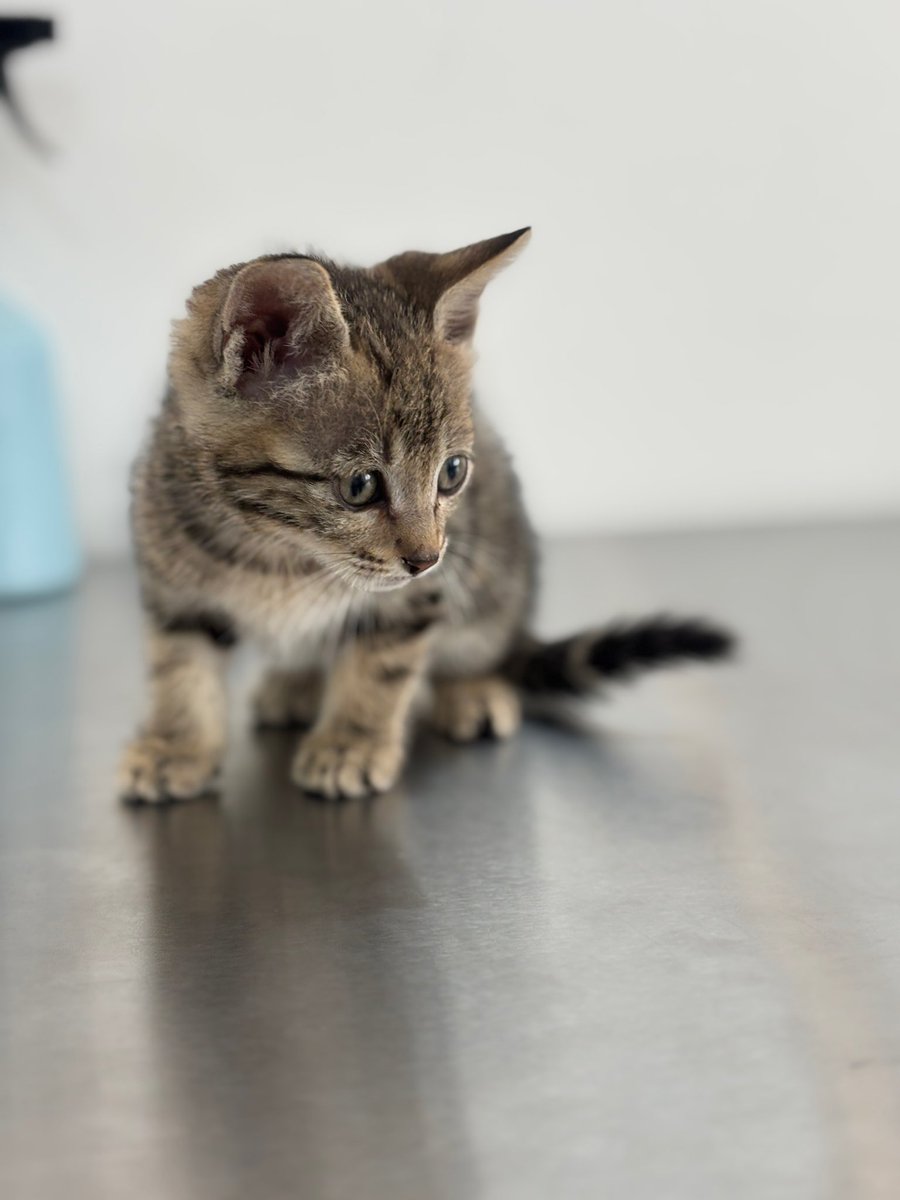 رَسوک tweet media