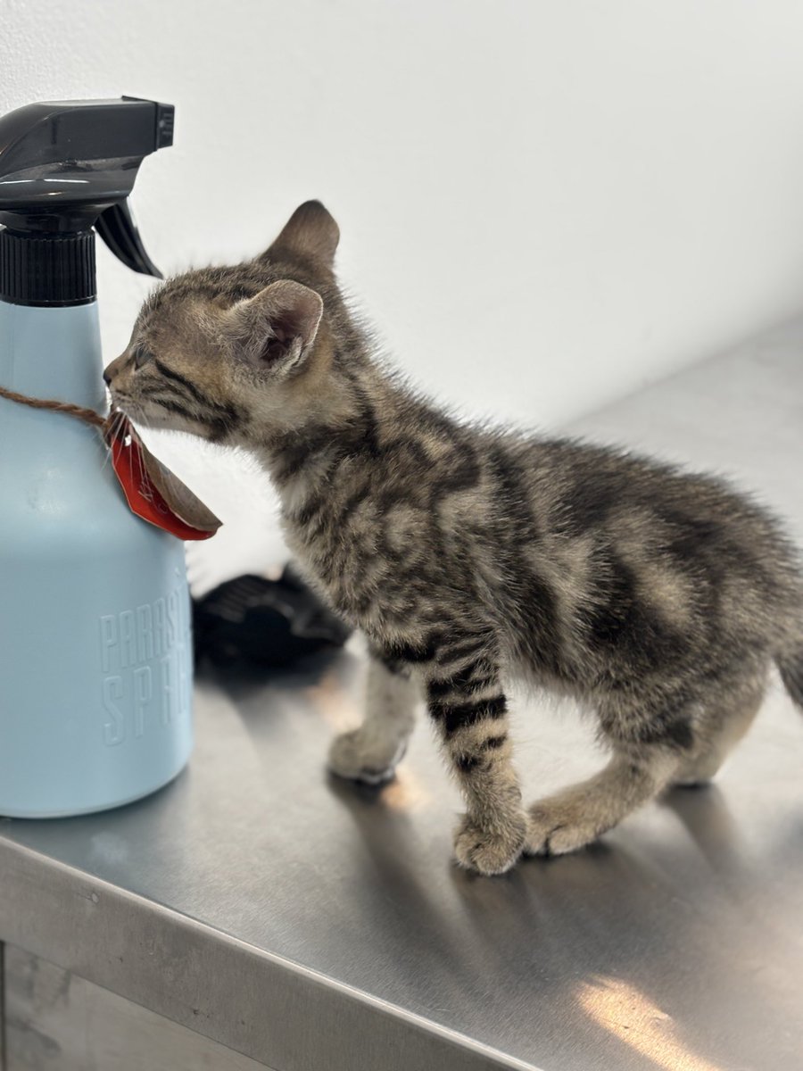 رَسوک tweet media