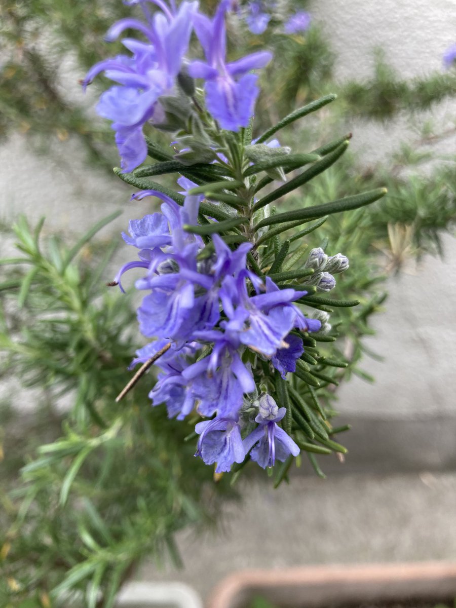 ローズマリーの花が咲きました