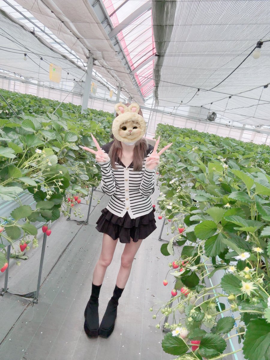 24h__neru's tweet photo. いちご狩り行ってきた🍓💖 https://t.co/I5LAwiwVXh