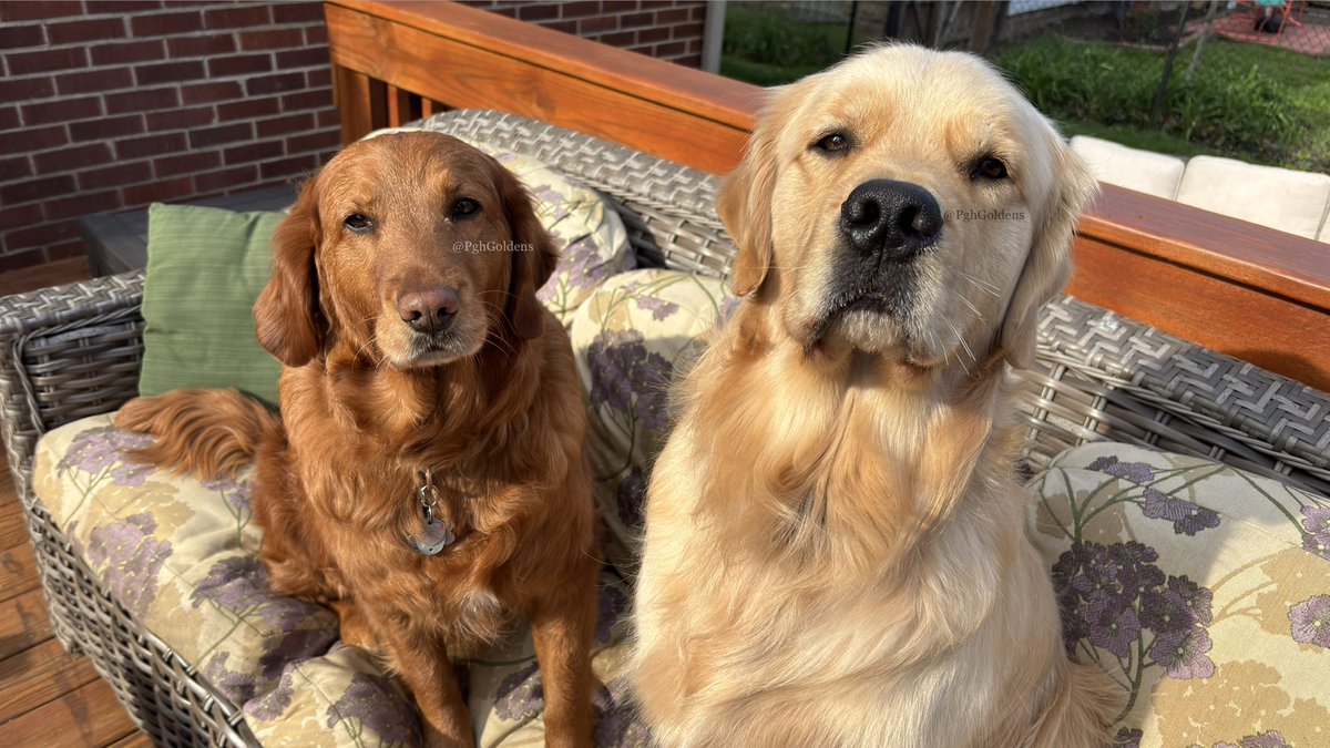 PghGoldens's tweet image. Outside couch is now *OUR* couch. Please make a note of it.

#DogsOfTwitter #GoldenRetrievers #PghGoldens