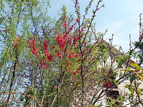 こども生活クラブ tweet media