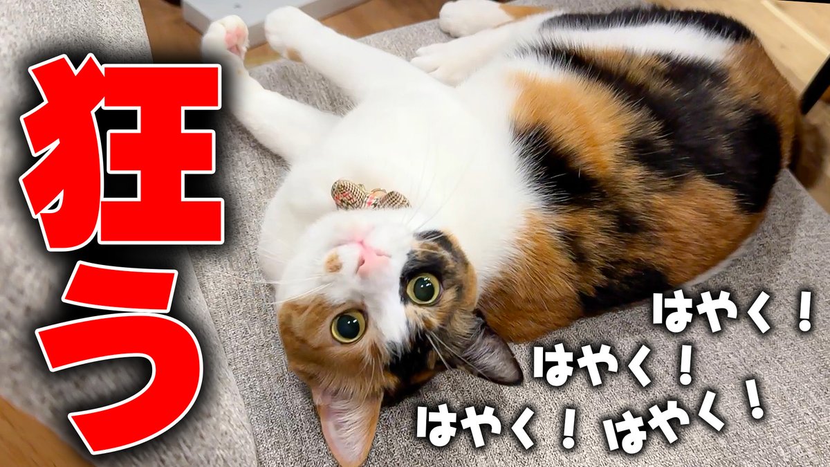 BELLちゃん まじ悔しい強く生きる🩸