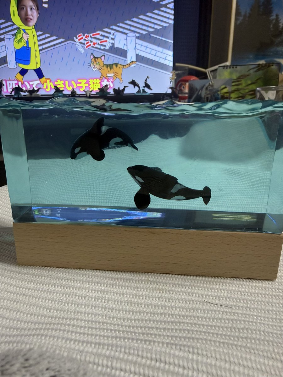 なお　なお tweet media