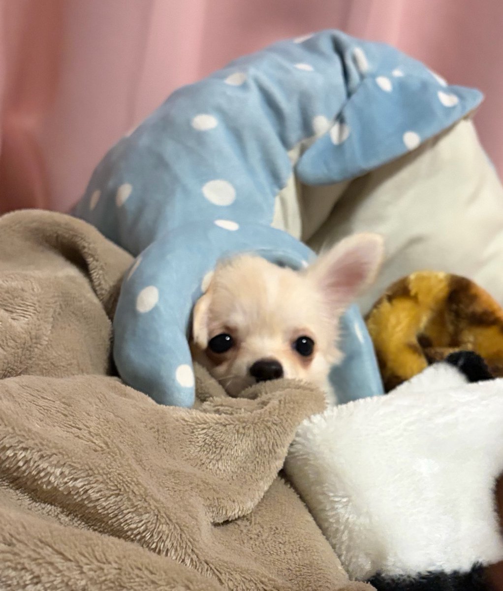 🧸ིྀみきゃ@Uber大阪 tweet media