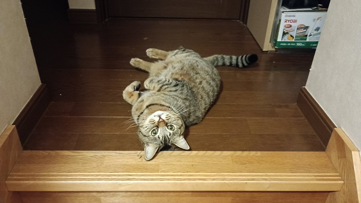 Studio Duck tweet media