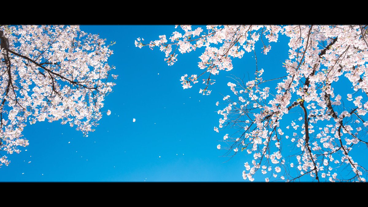 ooote_photo's tweet photo. 春仕舞い https://t.co/c6232MXdZa