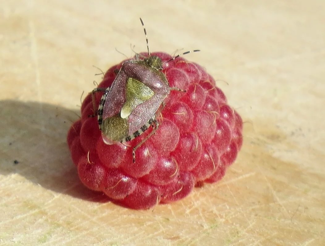 Игорь Медведев tweet media