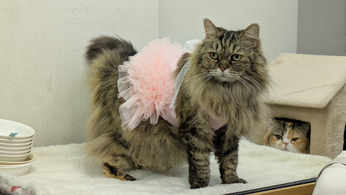 あざみ🍵🇹🇼 tweet media