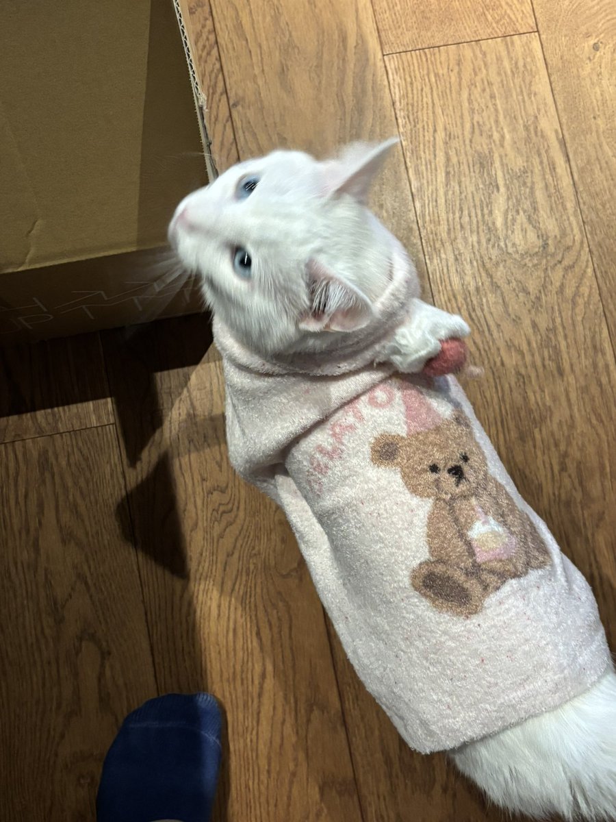 野澤ゆき子@100人の彼女24巻12月18日発売&アニメ2期Blu-ray発売中 tweet media