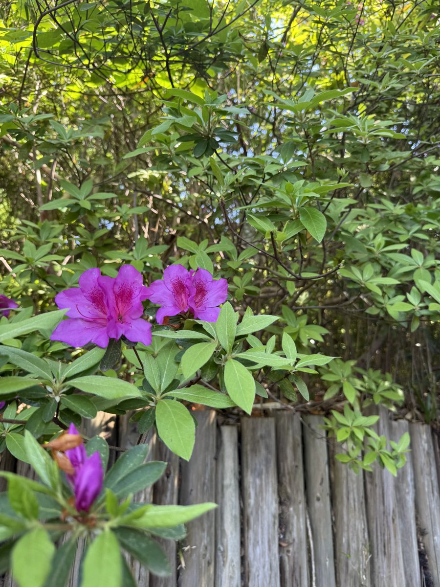 山縣有斗（アクティングコーチ・演出家・脚本家） tweet media