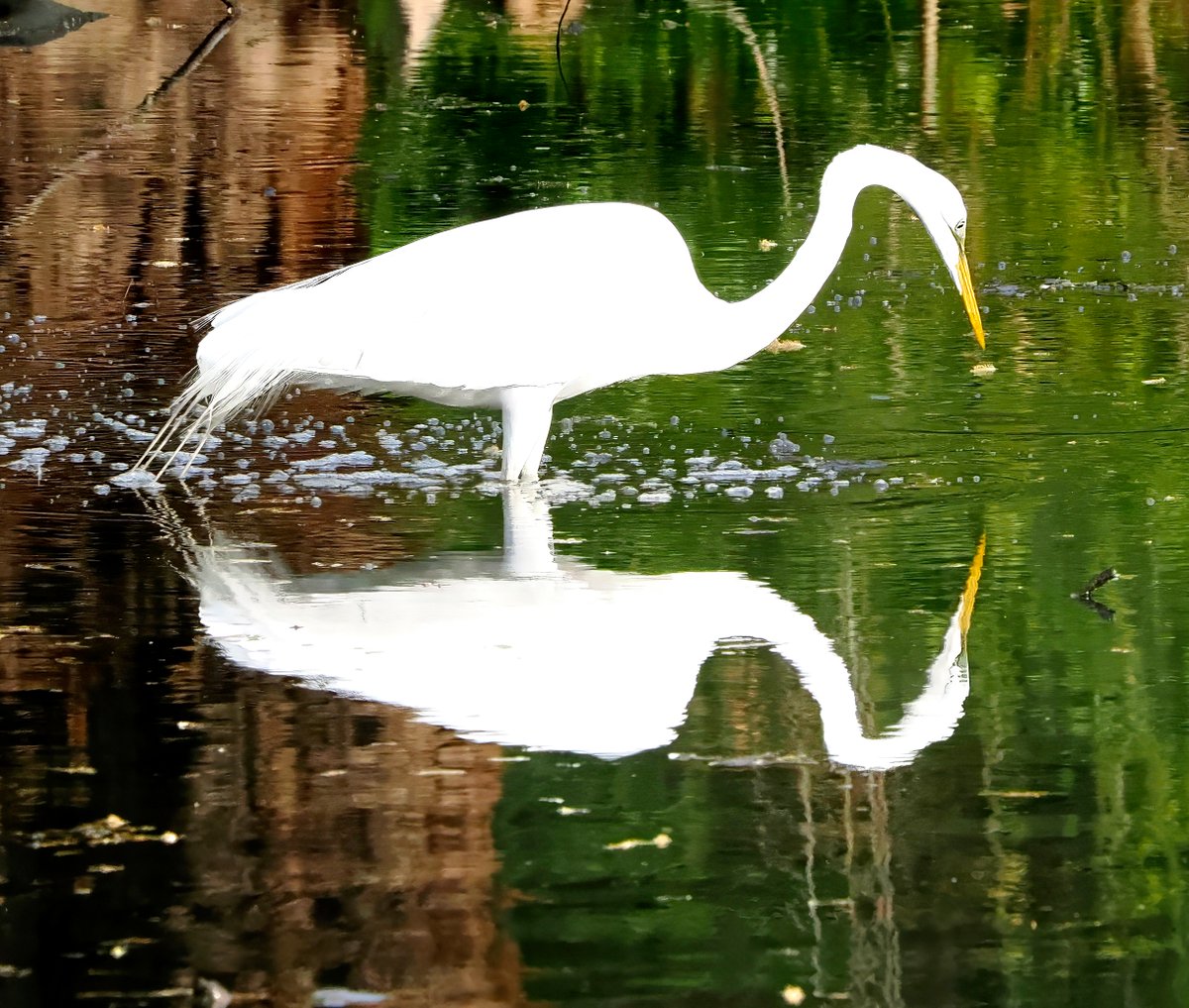Above96th's tweet image. I sometimes wonder if birds have any idea what they look like. Well, this Great Egret certainly has a pretty good idea! Spotted on Central Park's Pool. 🪞🪞🪞 #Egret #CentralPark #birdcpp
