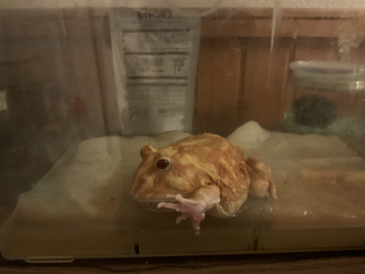 sargent_sb's tweet photo. 人口飼料も小赤も良く��べるツノガエルだったが、ここ数ヶ月は食欲も無く数日前には前脚も力が入らない様子で…もう少し暖かくなったら戻るかなと願っていたが、今朝ひっくり返って死んでいた
この寒い土地で7年11ヶ月
ありがとう
 #クランウェルツノガエル https://t.co/sTDFT9s4wP