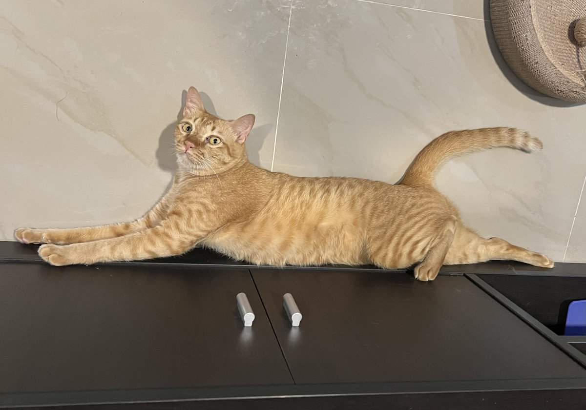 nokrdiwhiskey's tweet image. วอดก้าเองค้าบ VODKA
 #วอดก้าเป็นแมวตลก #catgram #cats #catstagram #catlovers #catslover