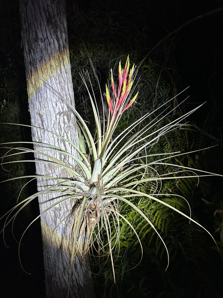 Nathan “Naysayer” Lankford III #SumrALLIN tweet media