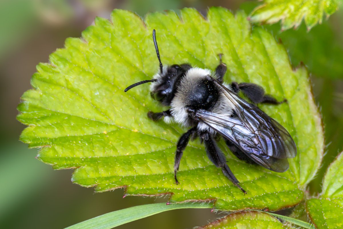 GordonEngland's tweet image. Ashy Mining Bee (Andrena cineraria) resting on wild strawberry leaf, Caesar's Camp, Farnham, Surrey, UK, 18 April 2024. 
Canon EOS R7 with Canon RF100-400mm F5.6-8 IS USM lens. 
#ThePhotoHour #insects #bees #nature #wildlife 
photographyobsession.com/images/0197411… 
photographyobsession.co.uk/pog/picture.ph…