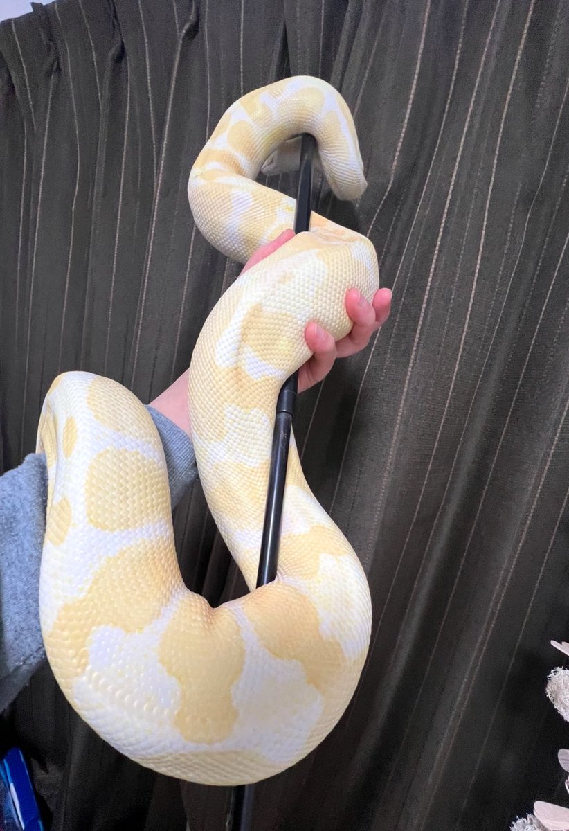 ハトマル tweet media