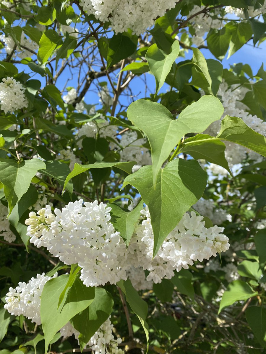 smile_alias's tweet photo. Ça sent bon le lilas 🏃‍♀️☀️📸 https://t.co/HjZNQqlFgZ