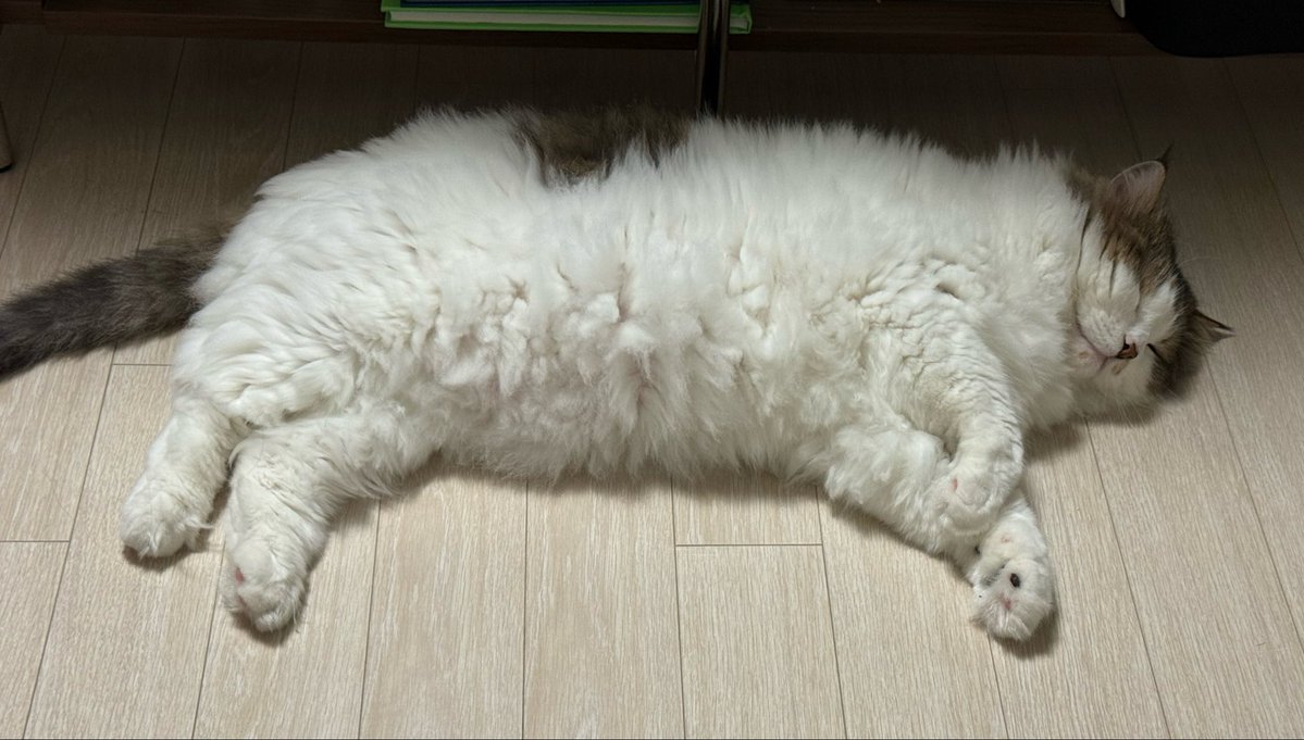 왕쿠니 (6학년) tweet media