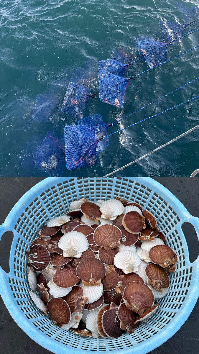 俺のホタテ代表 達也 tweet media