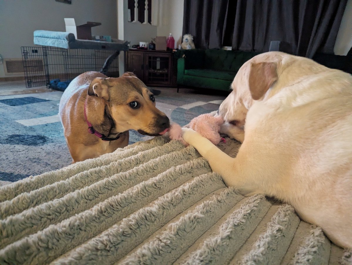 Lincoln💙🐶(Reagan🩷🐶 Kennedy 🩷🐶&🐱's) tweet media