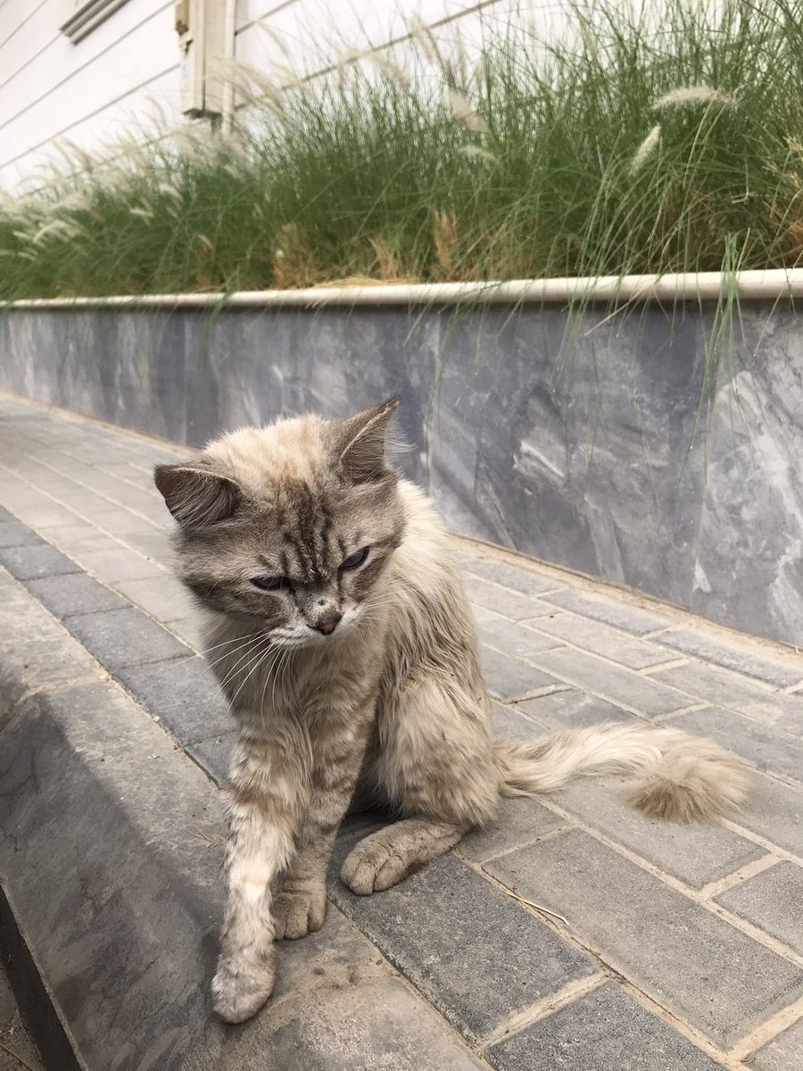 cats2017_'s tweet photo. #حيوانك_المفقود #قطط_مفقوده #قطط_ضائعه #قطط_الرياض
الرياض _ العليا
شارع اسلم بن عبدالعزيز
للانقاذ والتبني:
قط منزلي ضايع
كان سليم وبعد فتره
اصيب في قدمه 💔
للتواصل تليجرام : JUM_X https://t.co/Tdzhpcuq91